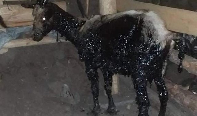 Zifte yapışan keçileri telef olmaktan vatandaşlar kurtardı