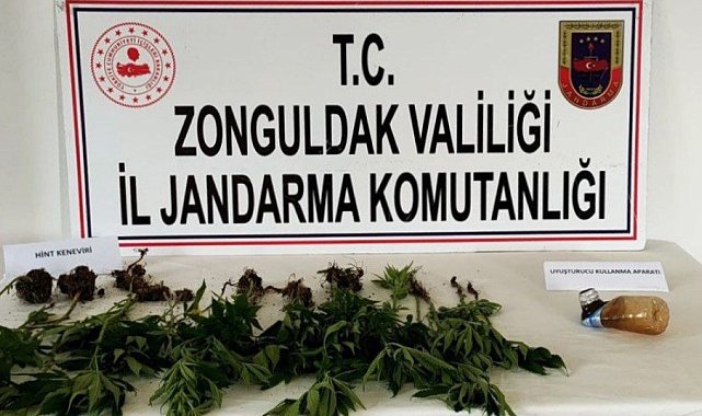 Zonguldak 28 kök kenevir bitkisi ele geçirildi