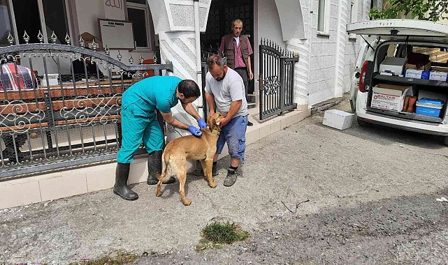 Zonguldak'da köpekler artık mikroçipli