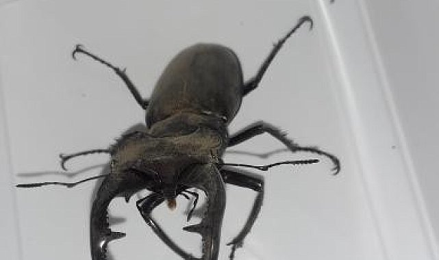 &#039;Kırmızı liste&#039;de yer alan geyik böceği görüntülendi