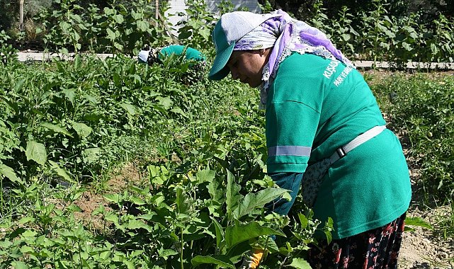 Adabahçe&#039;de yaz bereketi yaşanıyor