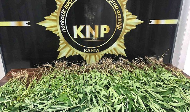 Adıyaman&#039;da 167 kök kenevir ele geçirildi