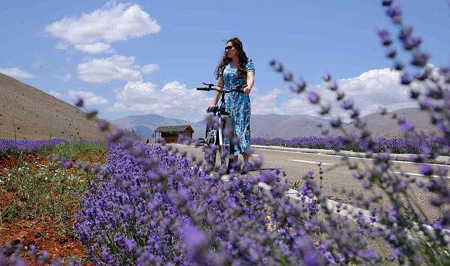 Afşin&#039;de lavanta bahçelerine ziyaretçi akını