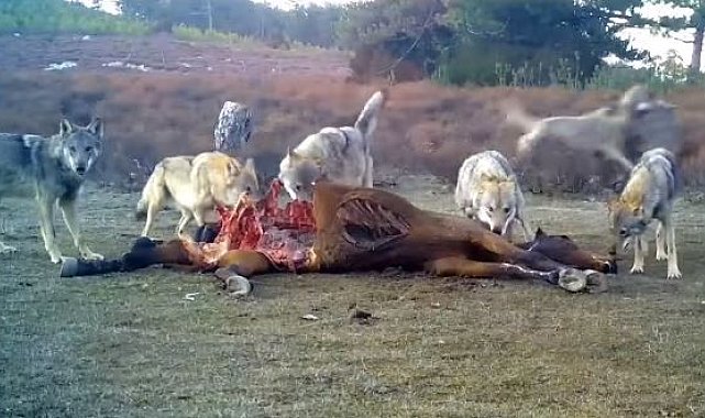 Afyonkarahisar&#039;da vahşi yaşam fotokapanlara yansıdı