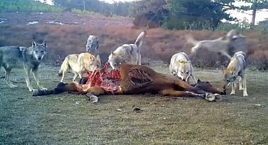 Afyonkarahisar'da vahşi yaşam fotokapanlara yansıdı
