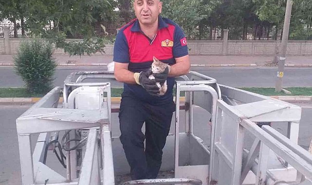Ağaçta mahsur kalan kedi kurtarıldı
