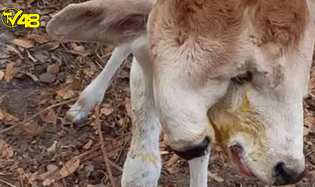 Ahırında yeni doğan buzağıyı gören çiftçinin eli ayağı titredi!