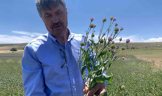 Anadolu&#039;nun yenilenebilir bitkisel enerji kaynağı &#039;Pelemir&#039;