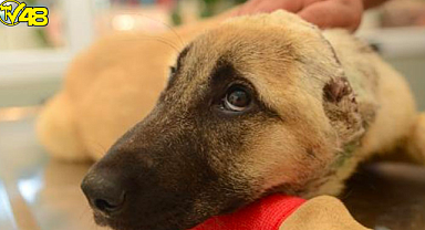 Ankara’da 3 aylık yavru köpeğin kulakları kesilip kafa derisi yüzüldü !