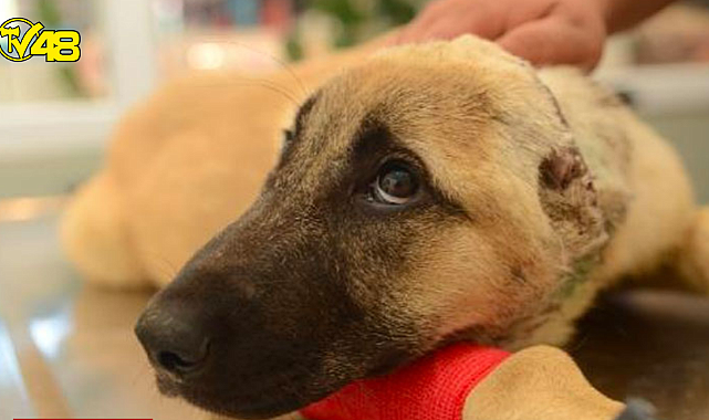 Ankara’da 3 aylık yavru köpeğin kulakları kesilip kafa derisi yüzüldü !