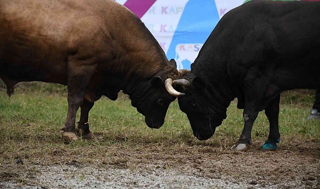 Artvin&#039;de düzenlenen Kafkasör Boğa Güreşleri renkli görüntülere sahne oldu