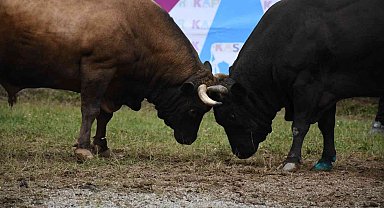 Artvin'de düzenlenen Kafkasör Boğa Güreşleri renkli görüntülere sahne oldu