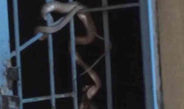 Avlanıp pencere korkuluklarına sarkan yılan paniğe neden oldu
