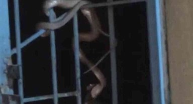 Avlanıp pencere korkuluklarına sarkan yılan paniğe neden oldu