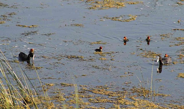 Beyşehir Gölü&#039;ne kuş türleri akın etmeye başladı