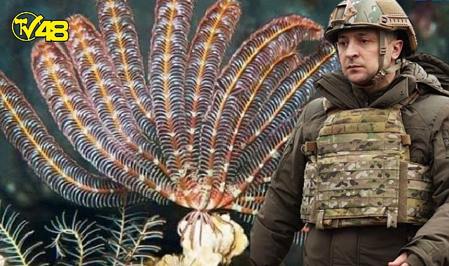 Bilim insanları, yeni keşfettikleri canlı türüne Zelenski&#039;nin adını verdi!