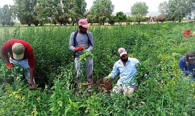 Bin kilometrelik yoldan bezelye toplamaya geldiler
