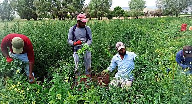 Bin kilometrelik yoldan bezelye toplamaya geldiler