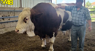 Boğa alana Koç Hediye