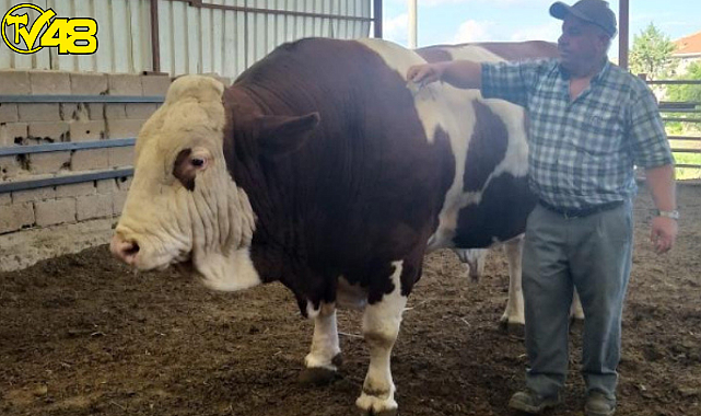 Boğa alana Koç Hediye