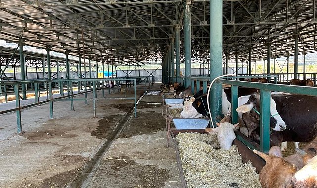 Boş kalan hayvan pazarlarında umutlu bekleyiş