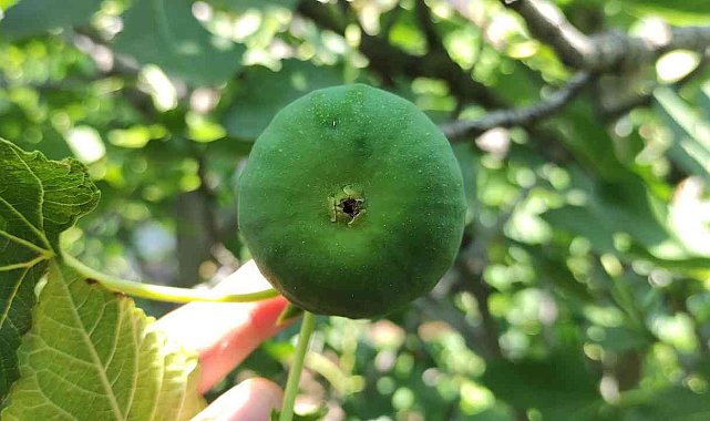 Bu incirler yenmiyor, asılıyor