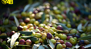 Büyükşehirden Zeytin Üreticisine Destek