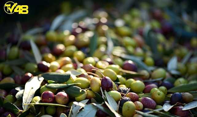 Büyükşehirden Zeytin Üreticisine Destek