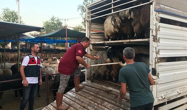 Daha fazla para kazanma vaadiyle elindeki hayvanlarından da olacaktı