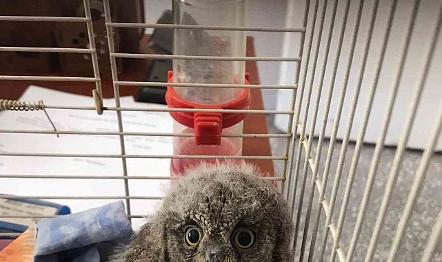 Dicle ilçesinde bulunan 2 baykuş yavrusu koruma altına alındı