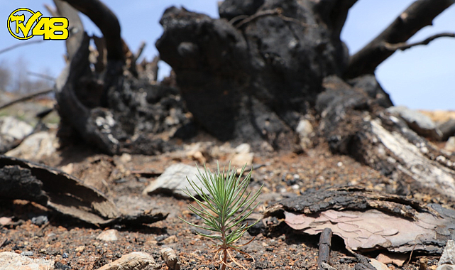 Doğa Ana Yangının İzlerini Örtmeye Başladı