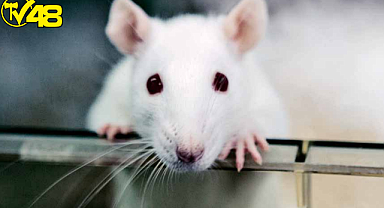 Dünyada İlk Defa Dondurularak Kurutulmuş Deri Hücrelerinden Klon Fare Üretildi