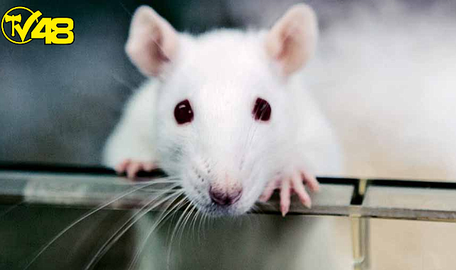 Dünyada İlk Defa Dondurularak Kurutulmuş Deri Hücrelerinden Klon Fare Üretildi