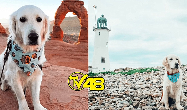 Dünyayı gezen köpek sosyal medya fenomeni oldu!