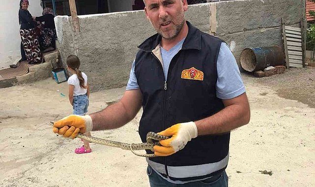 Eve giren yılanı itfaiye ekipleri yakaladı