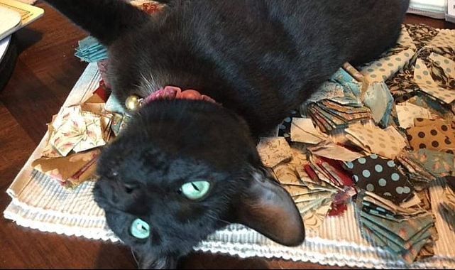 Firari Kedi Rowdy Sonunda Yakalandı!