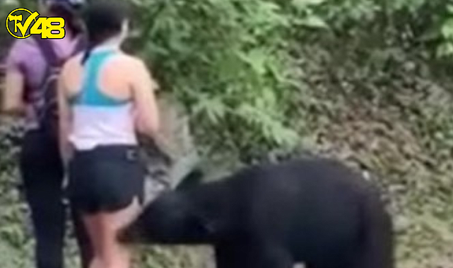 Genç kadın ayı saldırısından böyle kurtuldu! 