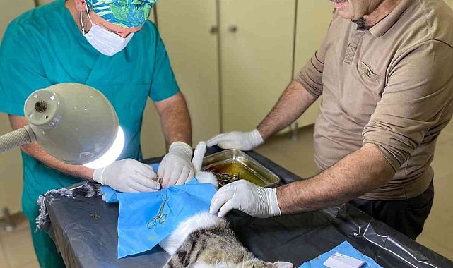 Hakkari&#039;de hayvanları kısırlaştırma çalışması