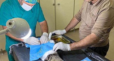 Hakkari'de hayvanları kısırlaştırma çalışması