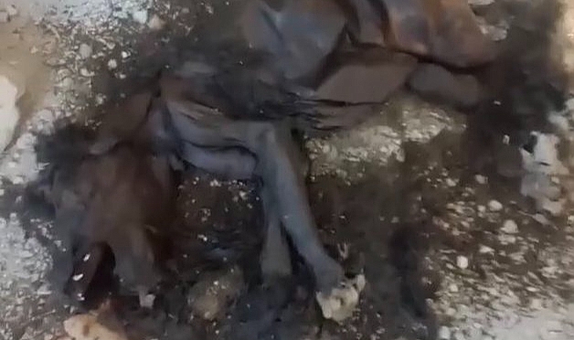 Hatay&#039;da köpek katliamı: 12 yavruyu yakarak ve döverek öldürdüler!