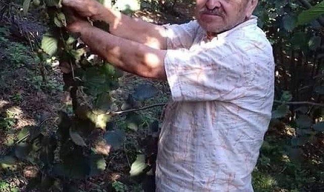 Ihlamur ağacından düştü, hastanede hayatını kaybetti