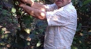 Ihlamur ağacından düştü, hastanede hayatını kaybetti