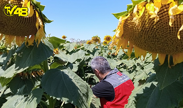 İl Müdürü Saylak; &quot;Survey Çalışmalarımızda Çayır Tırtılına Rastlamadık&quot;