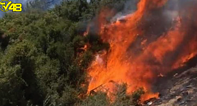 İzmir Seferihisar'da orman yangını