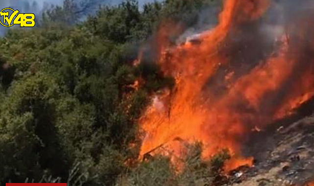 İzmir Seferihisar&#039;da orman yangını