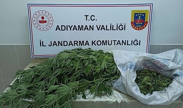 Jandarma, kenevir bitkisi ve esrar maddesi ele geçirdi