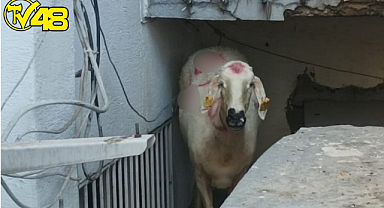 Kaçan Kurbanlık Yakalandı, Sahibi Kayboldu