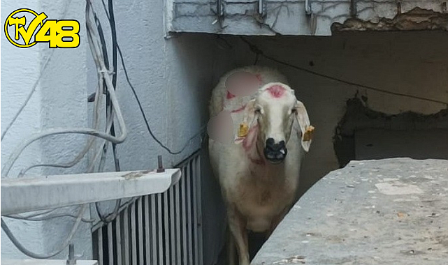 Kaçan Kurbanlık Yakalandı, Sahibi Kayboldu
