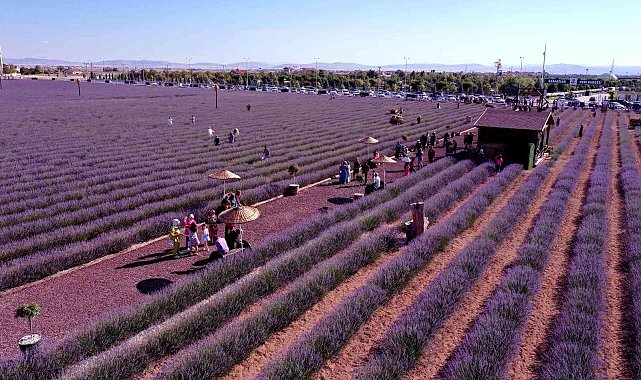 Karatay Lavanta Bahçesi kapılarını vatandaşlara açtı