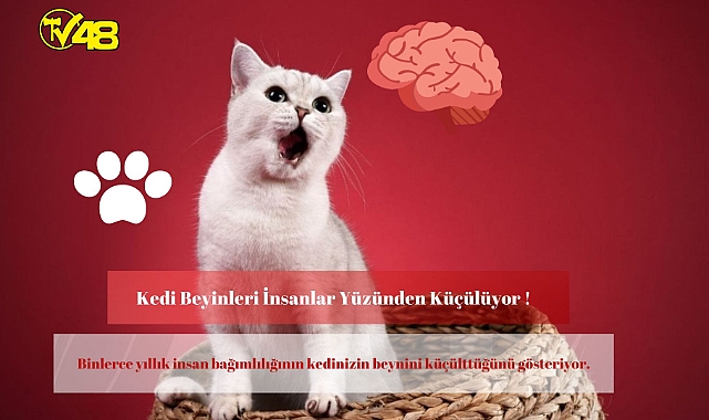 Kedi Beyinleri İnsanlar Yüzünden Küçülüyor !